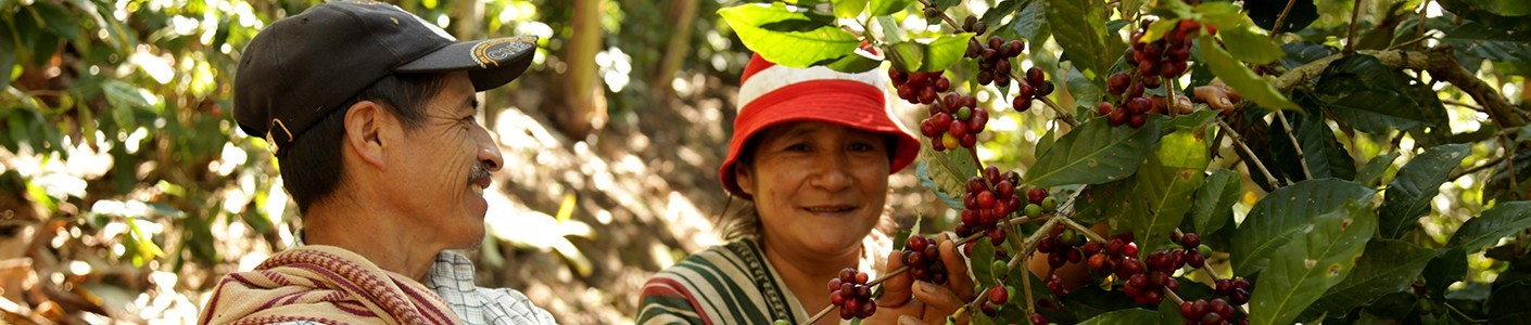 Ekologiška kava - išsaugota daugiau nei 400km² miškų